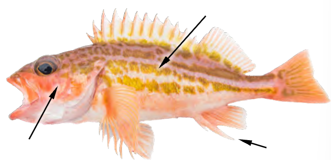 term image
