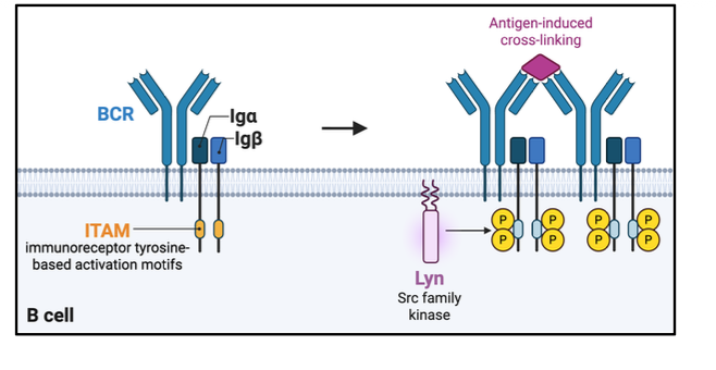 <p>phosphorylated by src family kinases</p>
