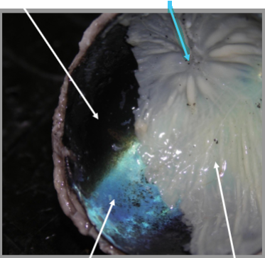 <p>What is the arrow pointing at?</p>