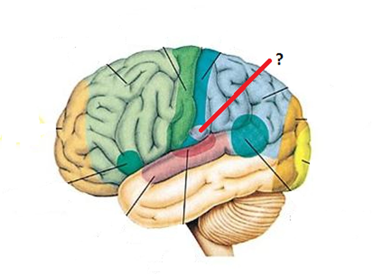 <p>In each postcentral gyrus, just superior to the lateral sulcus; receives impulses when the taste buds are stimulated. (Sensory area)</p>
