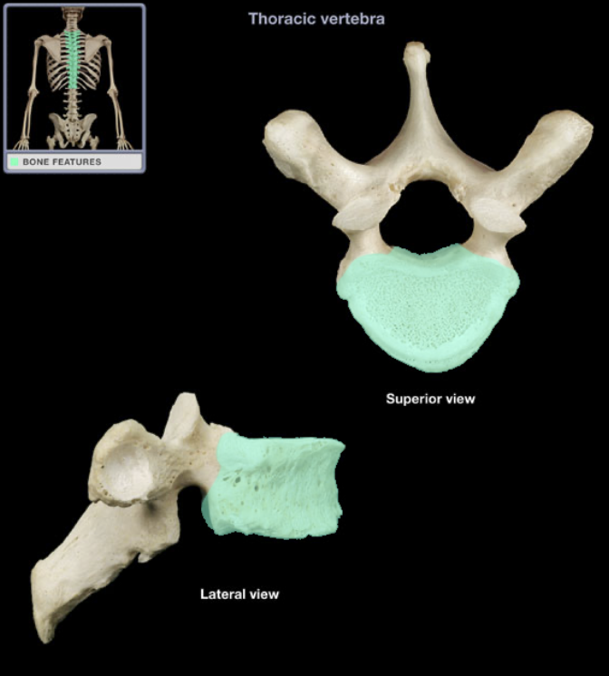 <p>(spine) anterior part of the thoracic bone</p>