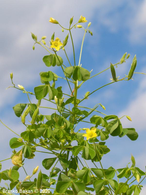 <p>Toga zajčja detelja-Oxalis fontana</p>