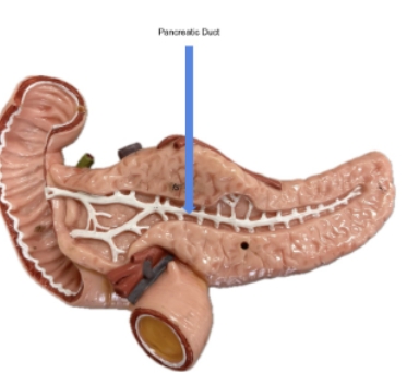 <p>pancreatic duct</p>