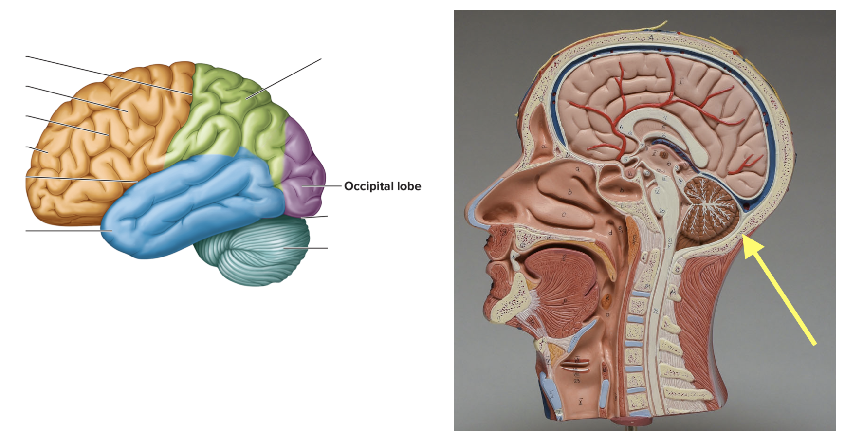 <p><strong>Location: Back of the brain; Function: Vision</strong></p>