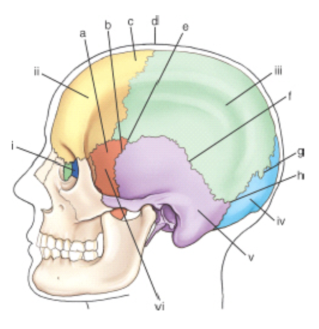 <p><span><span>Which bony structure is labeled </span><strong><span>v</span></strong><span>?</span></span></p>