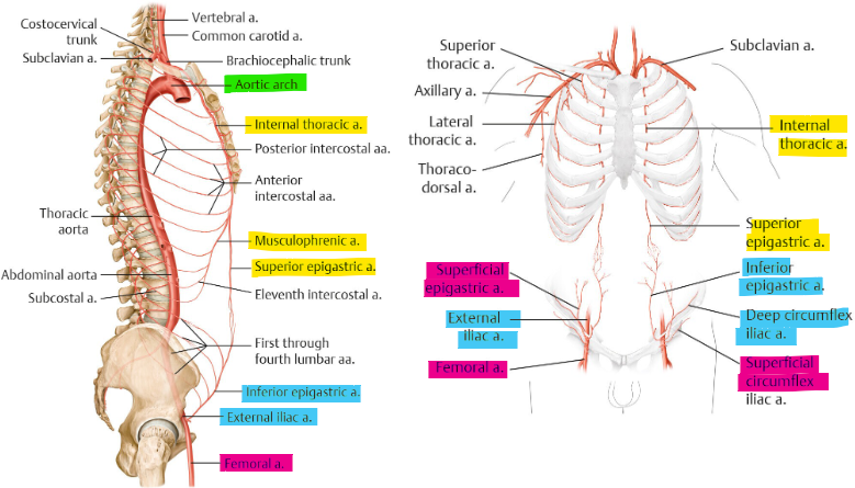 <ul><li><p>from <strong>int. thoracic </strong>→ musculophrenic, sup. epigastric</p><ul><li><p>diaphragm vs RA, umbilical</p></li></ul></li><li><p>from<strong> aorta </strong>→ 10/11th post. intercostal a. + subcostal</p><ul><li><p>lateral (lumbar/flank)</p></li></ul></li></ul><p></p>