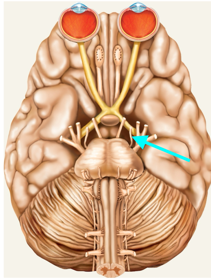 <p>Nerve, number, sensory or motor?</p>