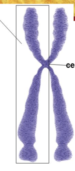 <p>What is the structure in the box?</p>