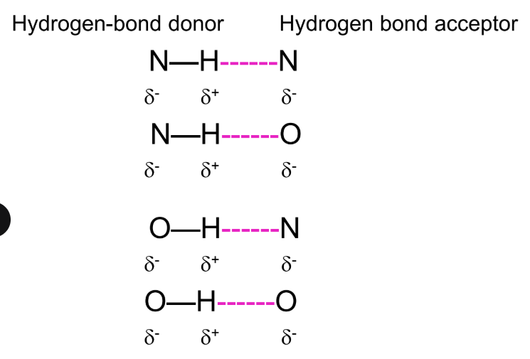 <p>For H-bonds to form between or within biochemical macromolecules they must be shielded from water</p><p>Note: When groups hydrogen bonded to one another they are less polar - less likely to H bond with water </p>