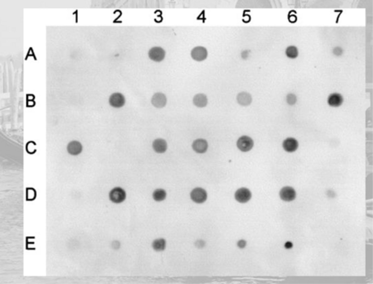 <p>simple form of southern and northern blots: detect and semi quantitate DNA or mRNA sequence in a sample without separation (no electrophoresis)</p>