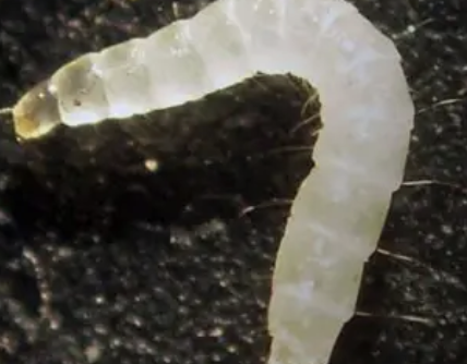 <p><span style="background-color: transparent;"> Legless, worm-like larvae.</span></p>