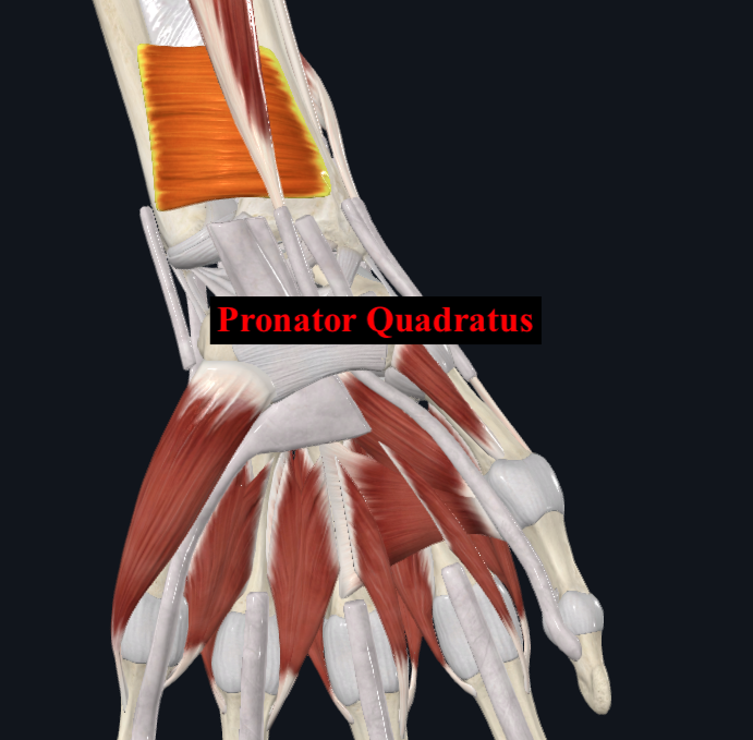 <ul><li><p>Origin:</p><ul><li><p>Distal ¼ of anterior surface of ulnar </p></li></ul></li><li><p>Insertion:</p><ul><li><p>Distal ¼ of anterior surface of radius </p></li></ul></li><li><p>Innervation:</p><ul><li><p>Median nerve (via anterior interosseous nerve) </p></li></ul></li><li><p>Main action:</p><ul><li><p>Pronation of forearm </p></li></ul></li></ul><p></p>