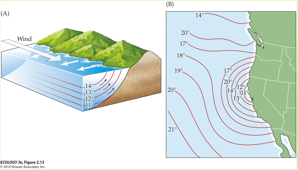 <p>On the West side of the continents, winds push warm waters offshore and deeper, colder water comes up to replace it. This cold water chills the air above, and it suppresses rainfall.</p>