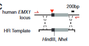 <p>explain fig 4C cong</p>