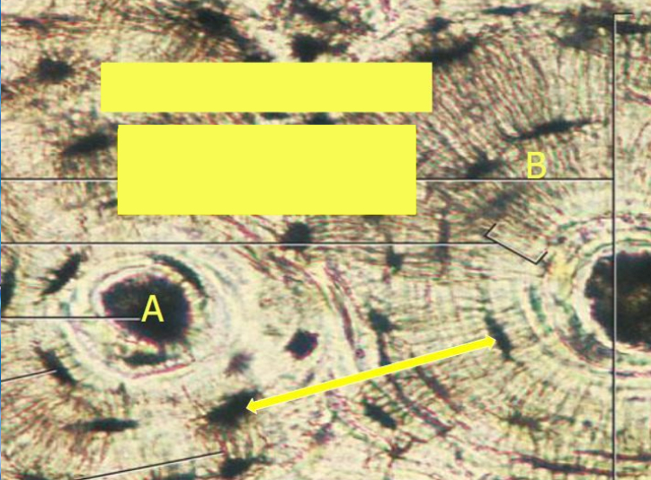 <p>What is “B”</p>