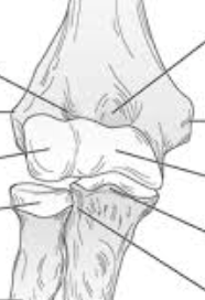 <p>what joint does this depict </p>