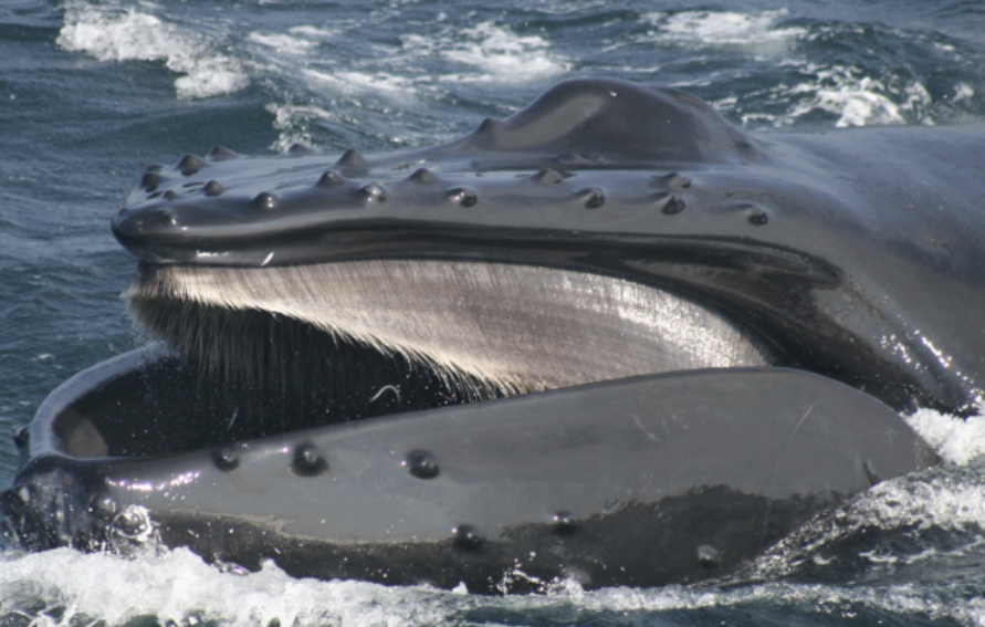 <p>Teeth or baleen?</p>
