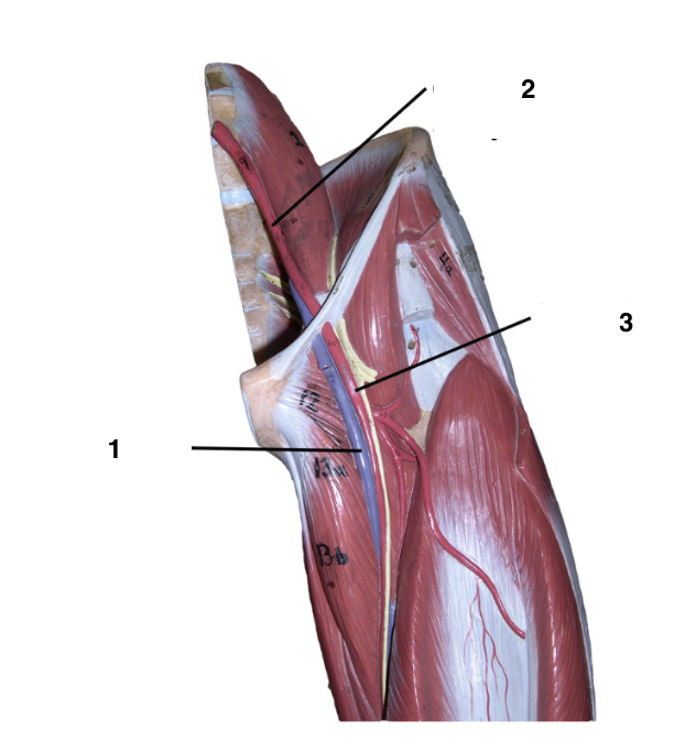 <p>Label these veins and arteries of the circulatory system</p>