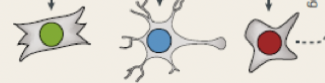 <p>What type of cell is this?</p>