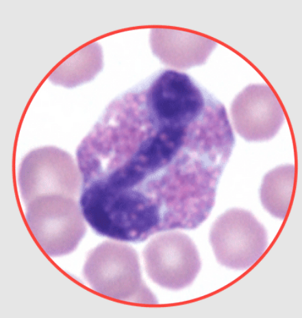 <p>What species does this neutrophil belong to? dog, equine, feline, or bovine?</p>