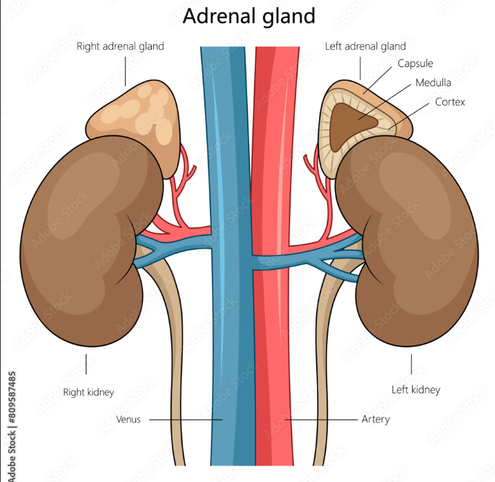 <p>just know its the lil bump on the top of the kidneys</p>