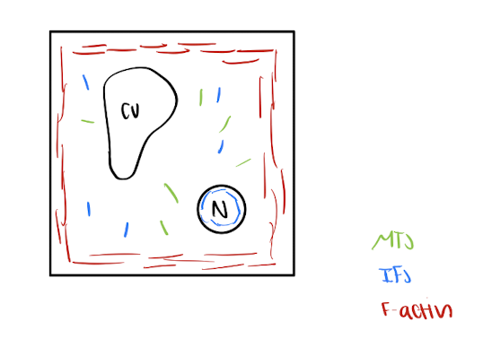 <p>Intermediate filaments: Structure & function</p>