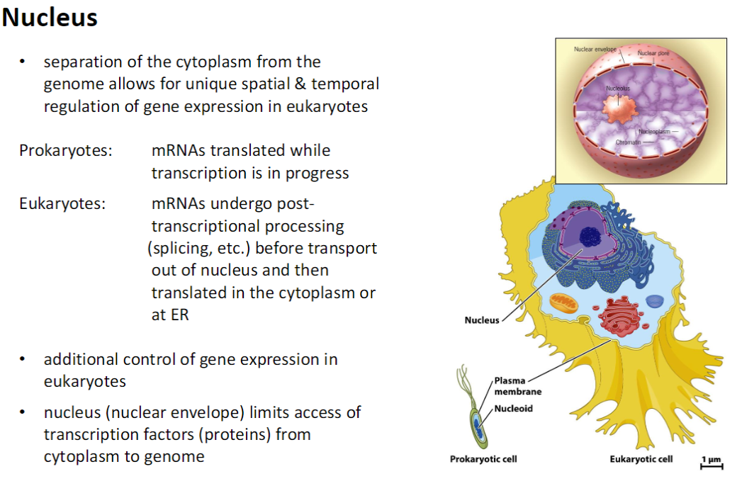 <p><strong>Spatial &amp; Temporal Separation</strong><br> <strong>Cytoplasm separated</strong> from genome enables <strong>controlled gene expression</strong> in eukaryotes</p><p><strong>Prokaryotes vs Eukaryotes</strong><br> <strong>Prokaryotes</strong>: mRNAs are <strong>translated during transcription</strong><br> <strong>Eukaryotes</strong>: mRNAs undergo <strong>post-transcriptional processing</strong> (splicing, etc.) before being <strong>transported out of the nucleus</strong> for translation in the <strong>cytoplasm or at the ER</strong></p><p><strong>Additional Control</strong><br> <strong>Nuclear envelope</strong> restricts access of <strong>transcription factors</strong> from cytoplasm to DNA<br> Provides <strong>extra regulation</strong> of gene expression in eukaryotes</p><p><strong>Key Point</strong><br> Separation of the nucleus allows <strong>more precise temporal and spatial control</strong> over <strong>gene expression</strong></p>