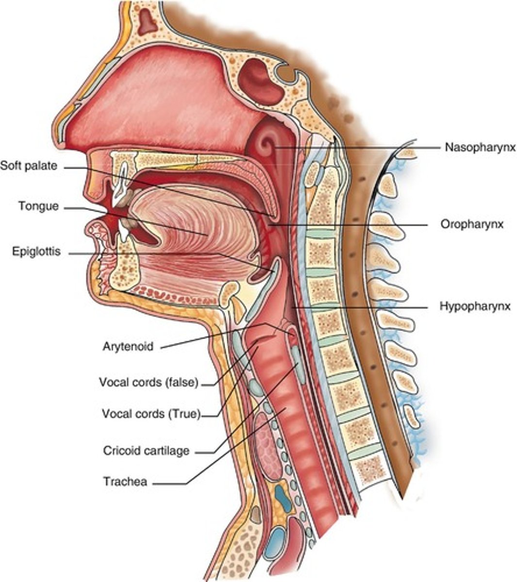 <p>Flexible posterior portion of the palate; closes off nasal passage during swallowing preventing upward movement of food/liquid</p>