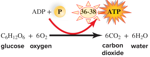 <p>C<sub>6</sub>H<sub>12</sub>O<sub>6</sub> + 6O<sub>2</sub> → 6CO<sub>2 </sub>+ 6H<sub>2</sub>O + 36-38 ATP</p>