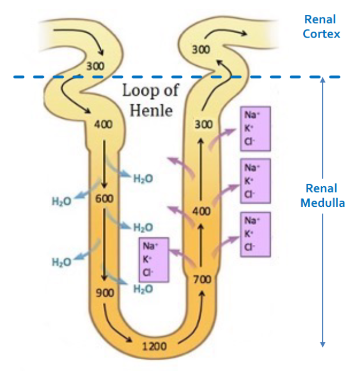 <p>Reabsorption at the ascending limb</p>