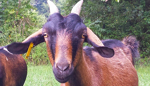 <p>Small, any color, are more hardy than other breeds and are prolific</p>