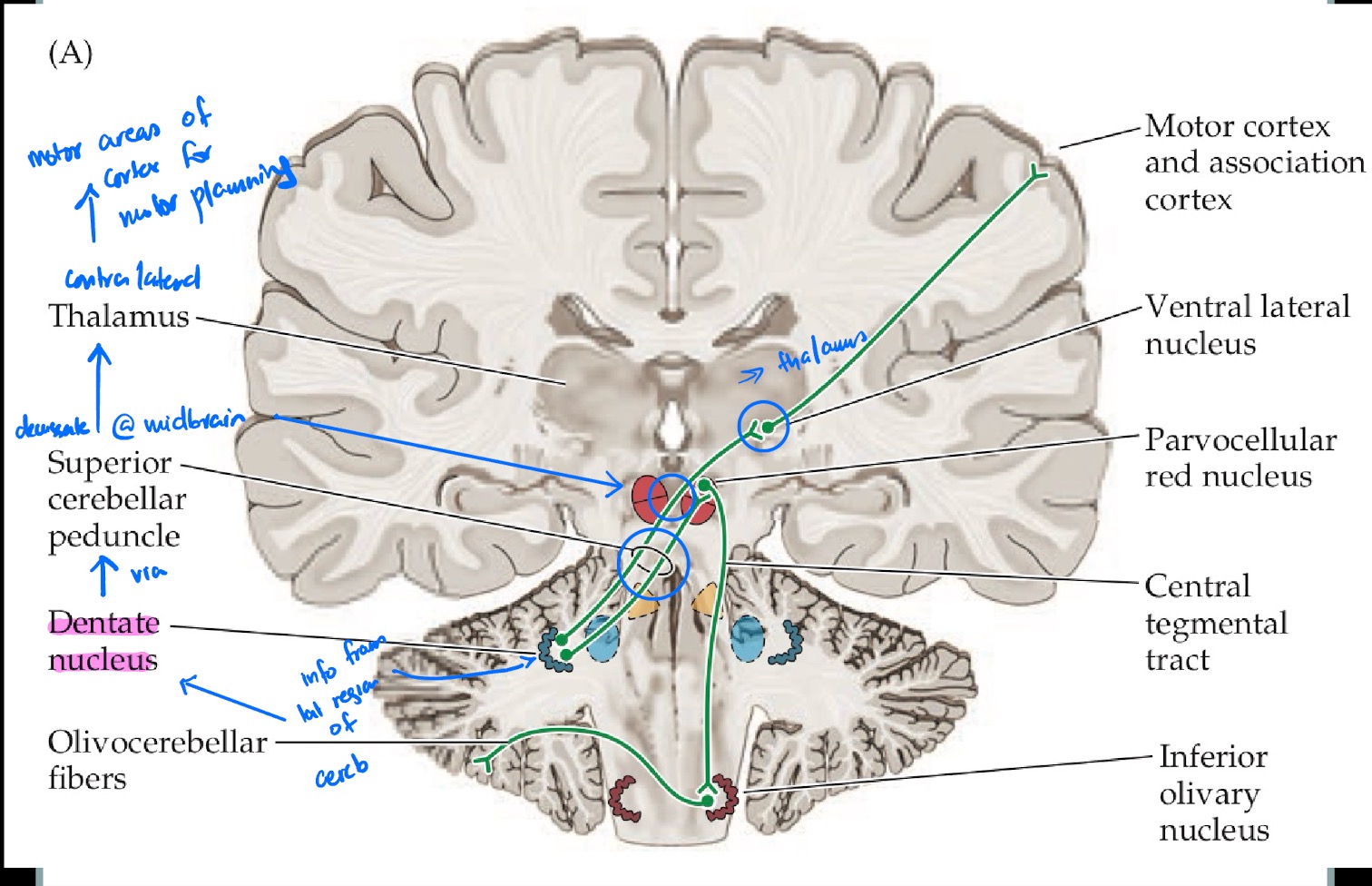 <p>Lateral cerebellum is responsible for <strong>motor planning</strong>:</p><p>Cerebellum receives sensory information from the body <strong>ipsilaterally</strong></p><p>Lateral GM regions of cerebellum take this information and projects into the dentate nucleus for processing</p><p>Dentate fibers travel out of cerebellum via Superior Peduncle</p><p>Dentate fibers cross the midline @ midbrain at red nucleus</p><p>Travel to the <strong>contralateral</strong> thalamus</p><p>Cell bodies from contralateral thalamus project to motor cortex (PreMC, PMC, SMA)</p><p>Motor cortex sends out motor commands via LCST which then decussate and reach the limbs ipsilateral to the cerebellum that sent the info</p>