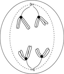 <p><span style="font-family: Arial, sans-serif;">The diagram shows a cell undergoing cell division.</span></p><p><span style="font-family: Arial, sans-serif;">Identify the type and stage of cell division shown. Give evidence from the diagram to support your answer. (3)</span></p>