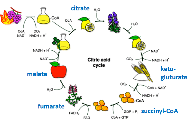<p>Naming the cycle</p>