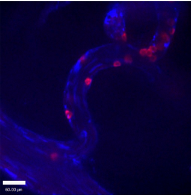 <p>leg uit welk experiment hier wordt getoond</p>
