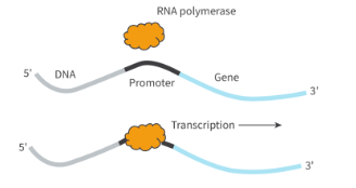 <ul><li><p>noncoding regions of DNA where RNA polymerase binds to</p></li><li><p>typically loacted at 5’ end of a gene</p></li><li><p>allows initiation of transcription</p></li></ul><p></p>