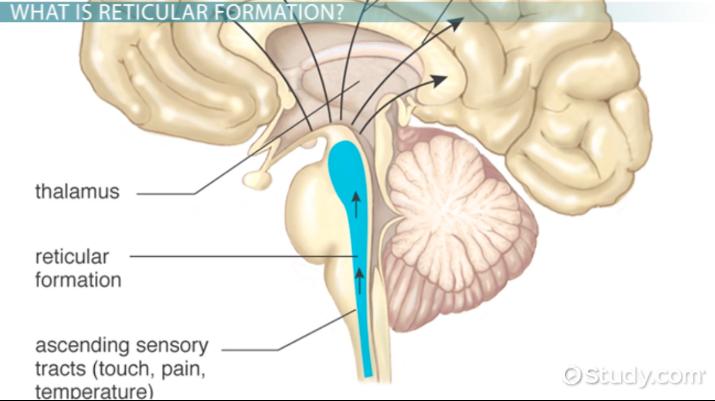 <p>-area in brainstem where white + grey matter have netlike arrangement</p><p>-has reticular activating system (RAS)</p><ul><li><p>maintains consciousness with stimuli</p></li><li><p>Alerts cerebral cortex to sensory signals to wake up</p></li></ul><p></p>