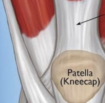 <p>Attaches quadriceps to the patella. Prevents the patella from moving downward.</p>