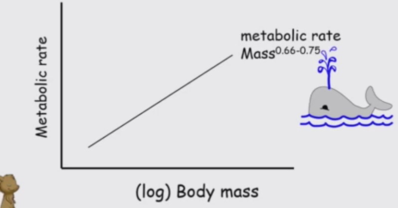 <ul><li><p>Larger animals use oxygen more slowly per unit mass compared to smaller animals, but use more overall</p></li><li><p>Looks at amount of oxygen used per gram of tissue</p></li><li><p>Larger animals have a lower mass-specific metabolic rate</p></li><li><p>Amount of oxygen per kg body mass is not affected by size</p></li><li><p>Larger animals can spend longer underwater - smaller animals use oxygen faster</p></li><li><p>Oxygen stores scale linearly with mass</p></li><li><p>Metabolic rate = total energy used by the whole body</p></li><li><p>Mass-specific metabolic rate = energy used per unit mass</p></li><li><p>As body mass increases it gives space to store more oxygen</p></li></ul><p></p>