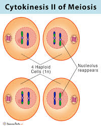 <p>The spindle fiber breaks down and the new nuclear membrane forms. The cytoplasm of each cell divides and 4 haploid cells result, each cell has a unique combination of chromosomes</p>