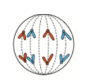 <p><span style="background-color: transparent;">This could be a cell in the process of: </span></p><ol><li><p><span style="background-color: transparent;">Mitosis</span></p></li><li><p><span style="background-color: transparent;">Meiosis</span></p></li><li><p><span style="background-color: transparent;">Either mitosis or meiosis</span></p></li></ol><p></p>