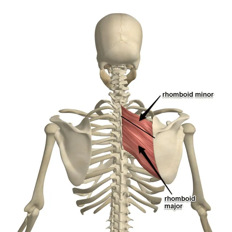 <ul><li><p>origin: C7 to T1 spinous processes </p></li><li><p>insertion: medial border of the scapula</p></li><li><p>action: retracts the scapula </p></li></ul><p></p>
