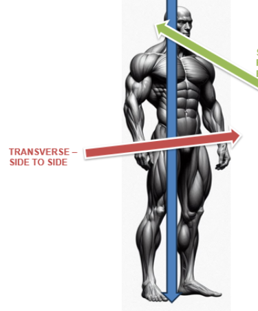 <p>transverse axis</p>
