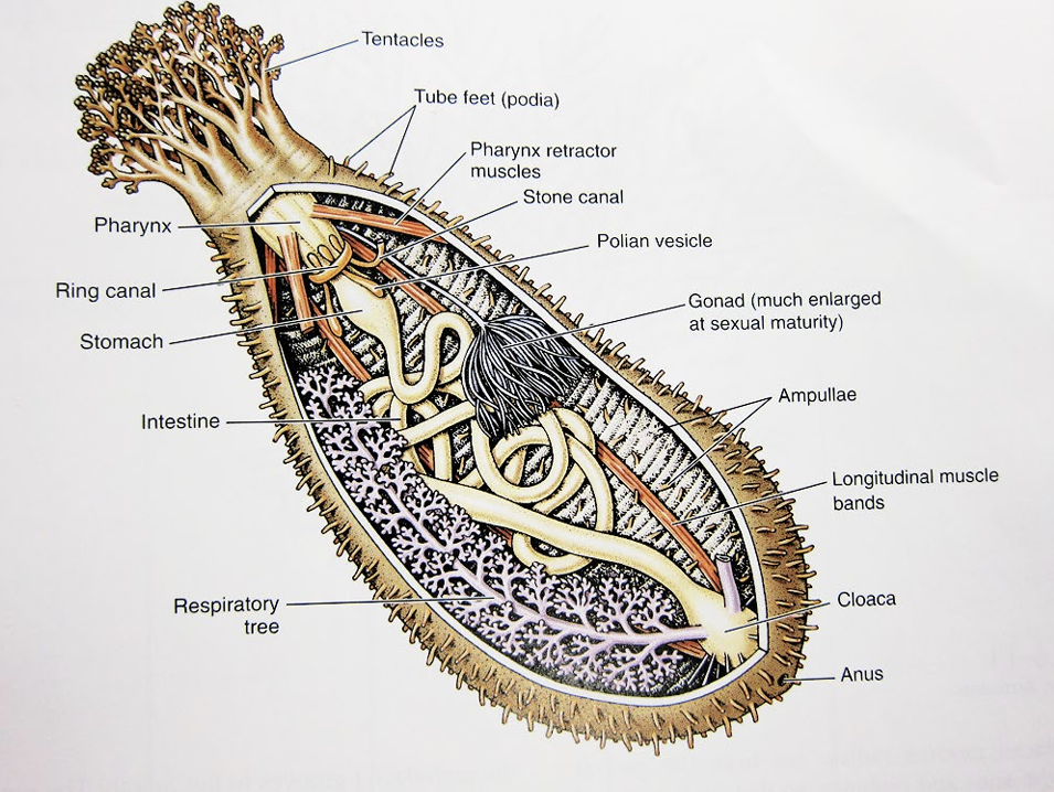 <p>What is the phylum and class of the organism? What is the common name?</p>