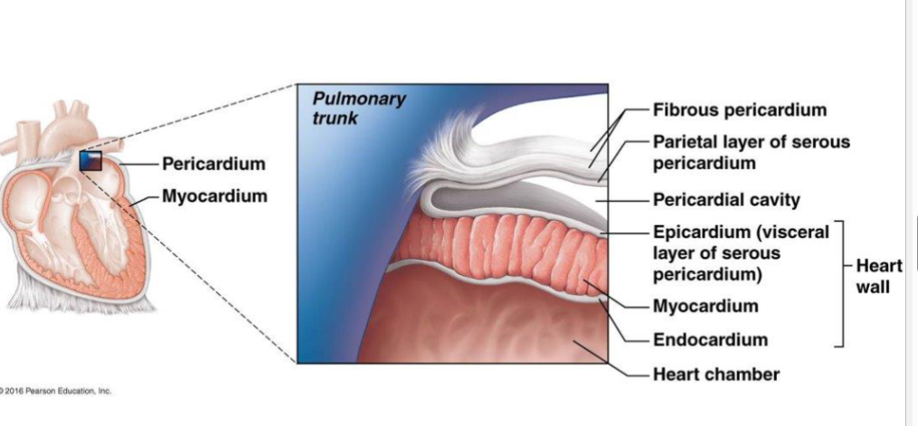 <p>serous fluid secreted into the pericardial cavity</p>