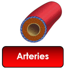 <p>blood vessel: arteries</p>