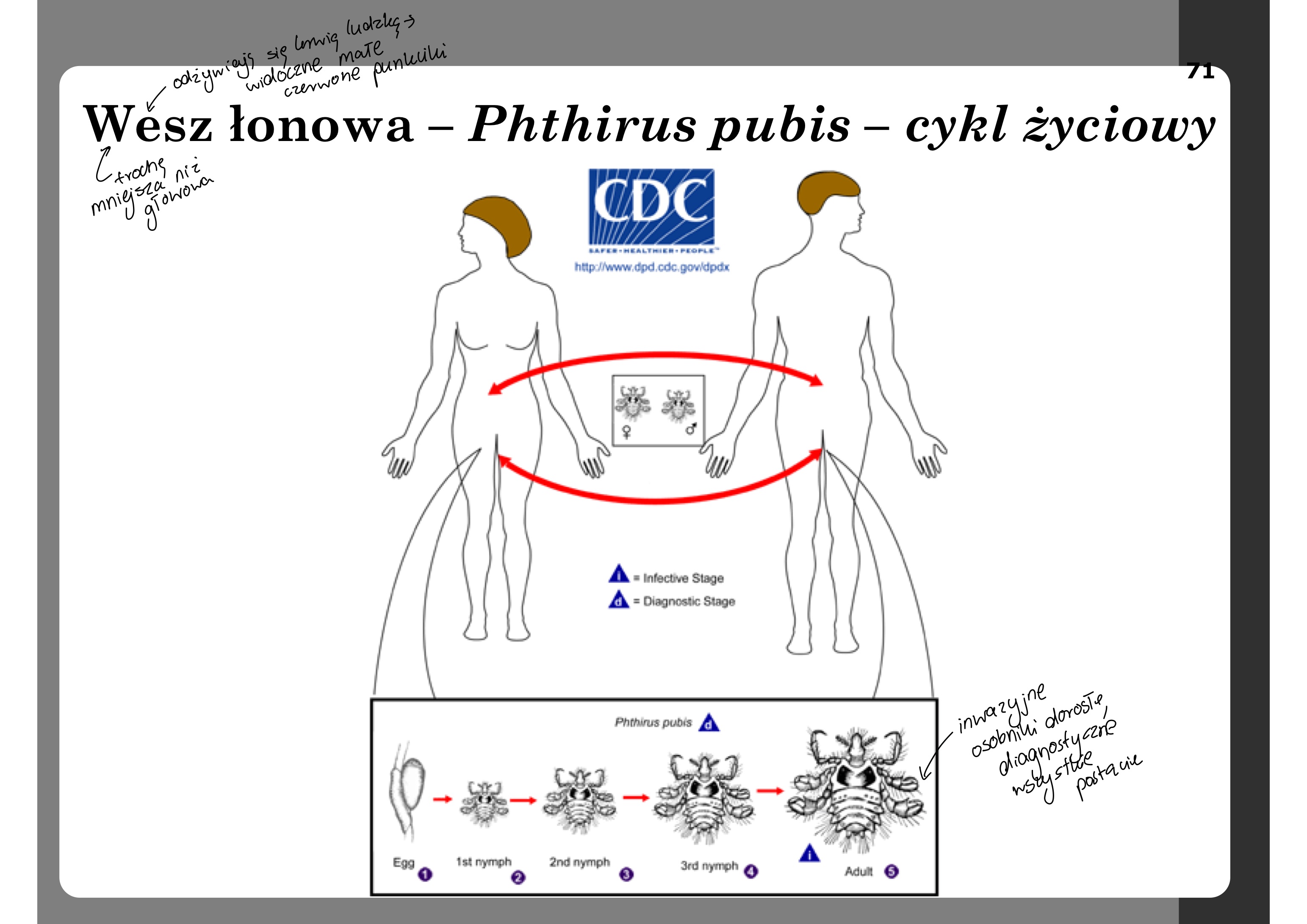 <p>Inwazja powoduje u ludzi wszawicę łonową</p><p>Epidemiologia</p><p>Gatunek kosmopolityczny; ściśle związany z</p><p>człowiekiem; monokseniczny; poza organizmem</p><p>człowieka szybko ginie</p><p>Przenoszona prawie wyłącznie przez kontakt</p><p>bezpośredni (kontakt seksualny)</p><p>Możliwe przenoszenie pośrednie przez pościel,</p><p>wspólną odzież</p><p></p><p>Inwazja powoduje u ludzi wszawicę łonową</p><p>Cechy pasożyta</p><p>Pasożyty najczęściej są znajdowane na włosach</p><p>łonowych (także na włosach tułowia, okolicy brodawek</p><p>sutkowych, brodzie, rzęsach a także na brwiach).</p><p>Łatwa do odróżnienia od wszy głowowej</p><p>Mniejsza; 1,5-2,5 mm długości ciała</p><p>Krótka, zwarta budowa ciała (podobny do kraba</p><p>kształt ciała)</p><p>Nogi zakończone zagiętymi p a z u r k a m i</p>