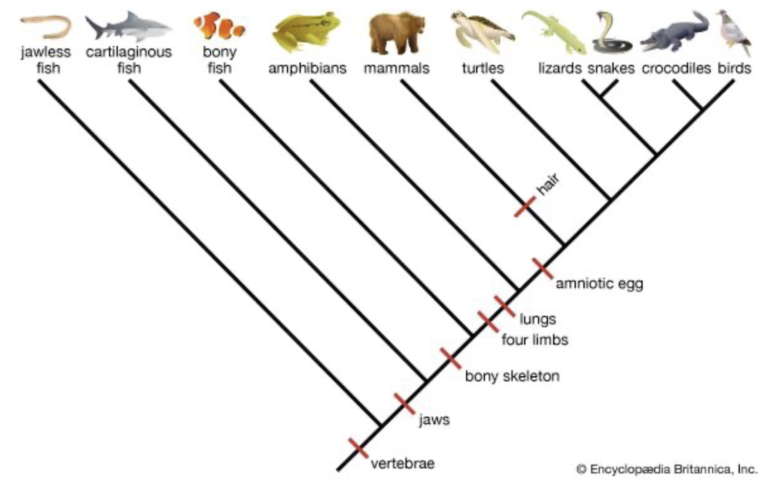 <p>7 Classes of Vertebrates</p>