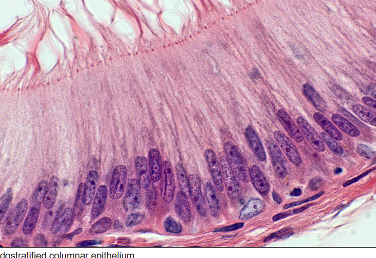 <p>what tissue type is this</p>