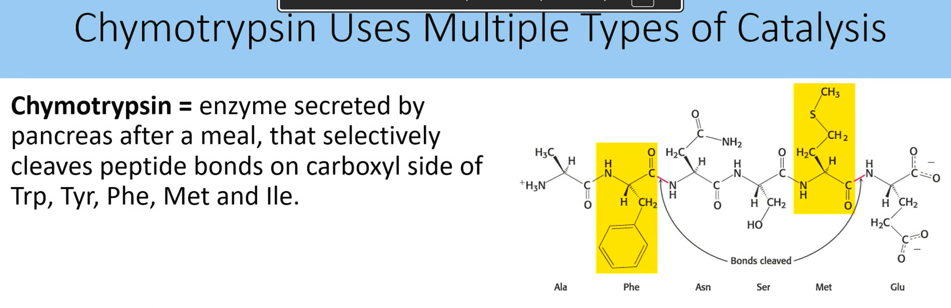 <p>serine protease enzyme that is secreted by pancrease after a meal, and it selectively cleaves peptide bonds on carboxyl side of trp tyr phe met and ille</p><ul><li><p>contain ser, asp, and his</p></li><li><p>made up of one polypeptide chain that is cleaved into three pieces that are linked by disulfide bonds to form an enzyme with an active site on the surface</p></li></ul><p></p><p></p>